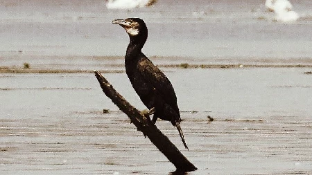 Tisza-tó táj